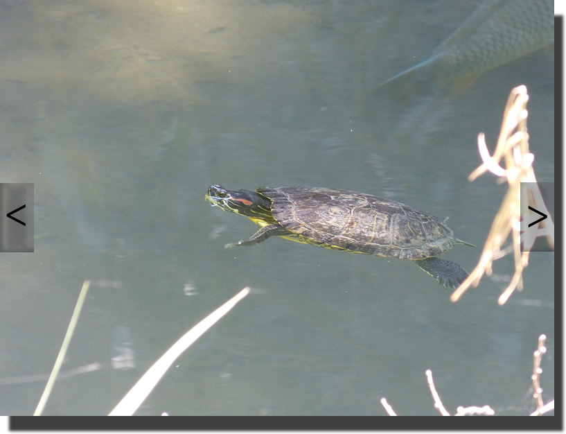 Trachemys scipta elegans